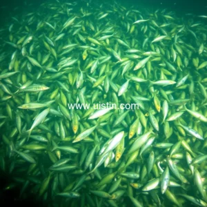 Read more about the article 100 million fish rescued and released in crackdown on illegal fishing in Cambodia