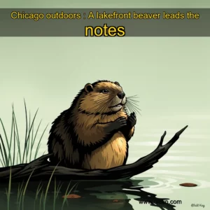 Read more about the article Chicago outdoors : A lakefront beaver leads the notes